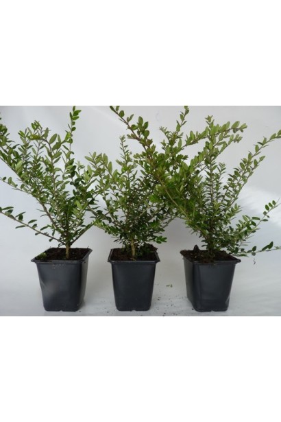 Жимолость шапкова гсаджанець п9